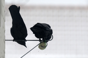 kauw (Coloeus monedula) 1-2025 2893